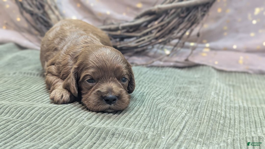 Cavapoo dogs for sale: Zeus - Image 5