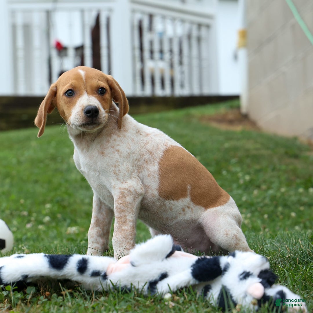 Beagle dogs for sale: Cookie - Image 13