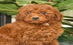 Miniature Poodle dogs for sale: Scotty - Image 5