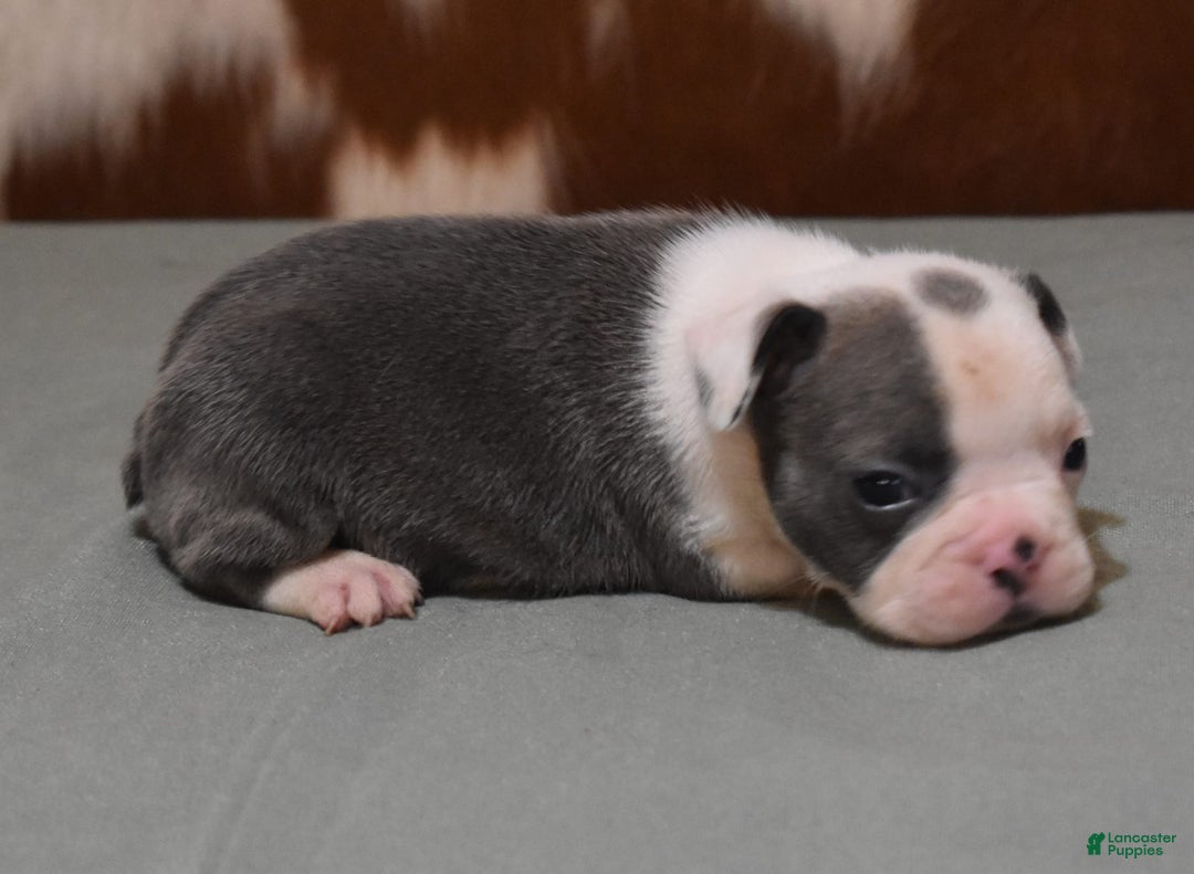 French Bulldog dogs for sale: SKIP BLUE AND WHITE - Image 1