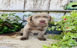 Labrador Retriever dogs for sale: Max - Image 2