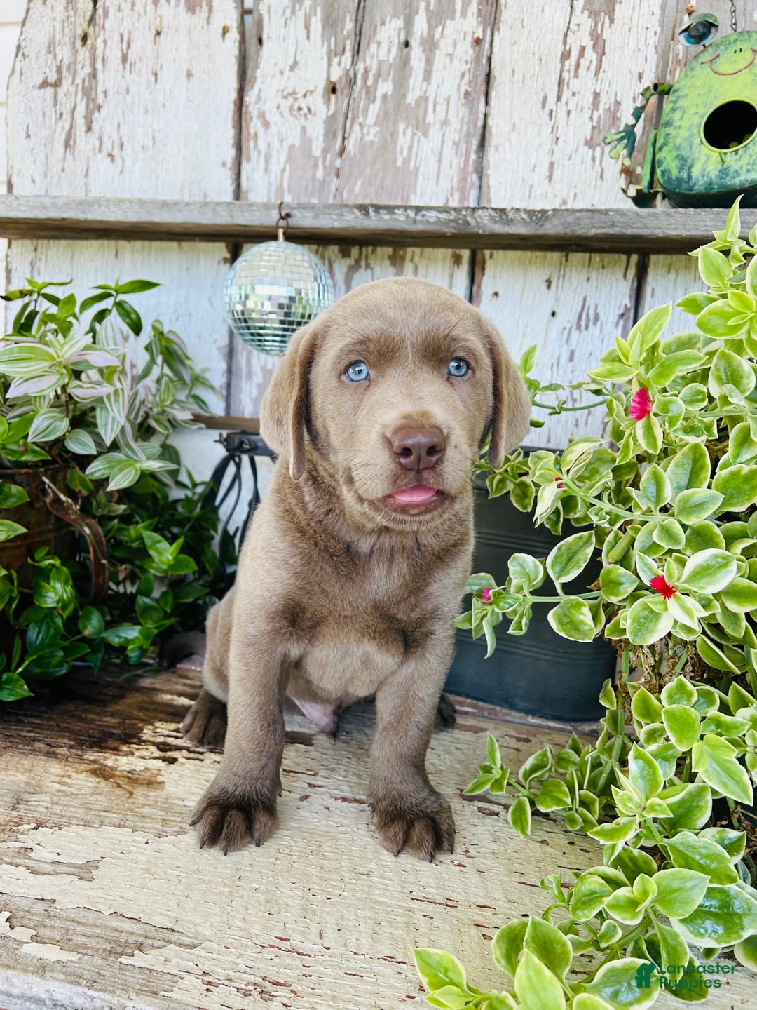 Labrador Retriever dogs for sale: Max - Image 2