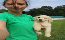 Golden Retriever dogs for sale: Costa - Image 12