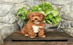 Cockapoo dogs for sale: Star - Image 5