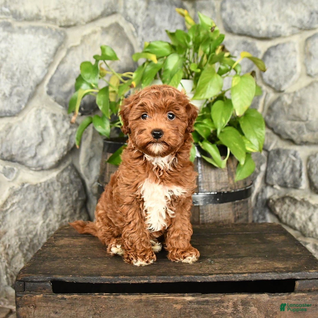 Cockapoo dogs for sale: Star - Image 5