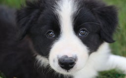 Border Collie dogs for sale: Kingston - Image 1
