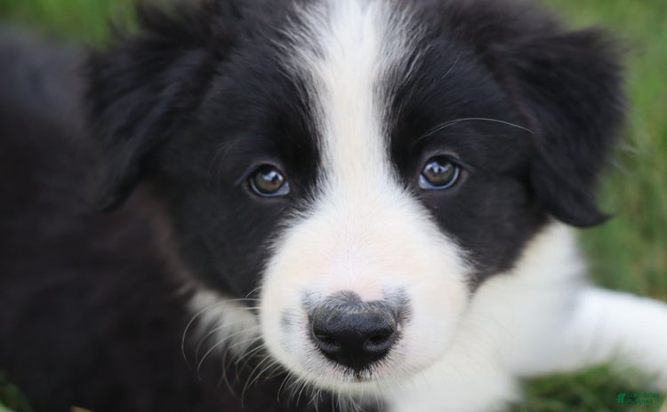 Border Collie dogs for sale - Ad 2