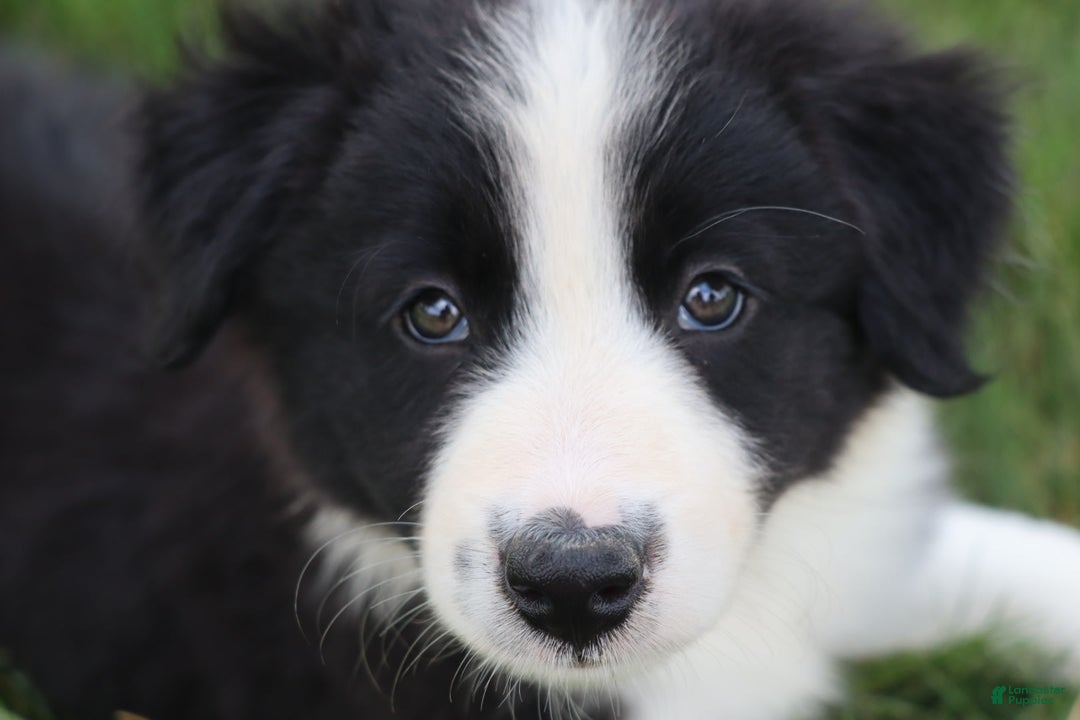 Border Collie dogs for sale: Kingston - Image 1