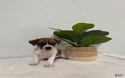 Jack Russell Terrier dogs for sale: Bella - Image 4