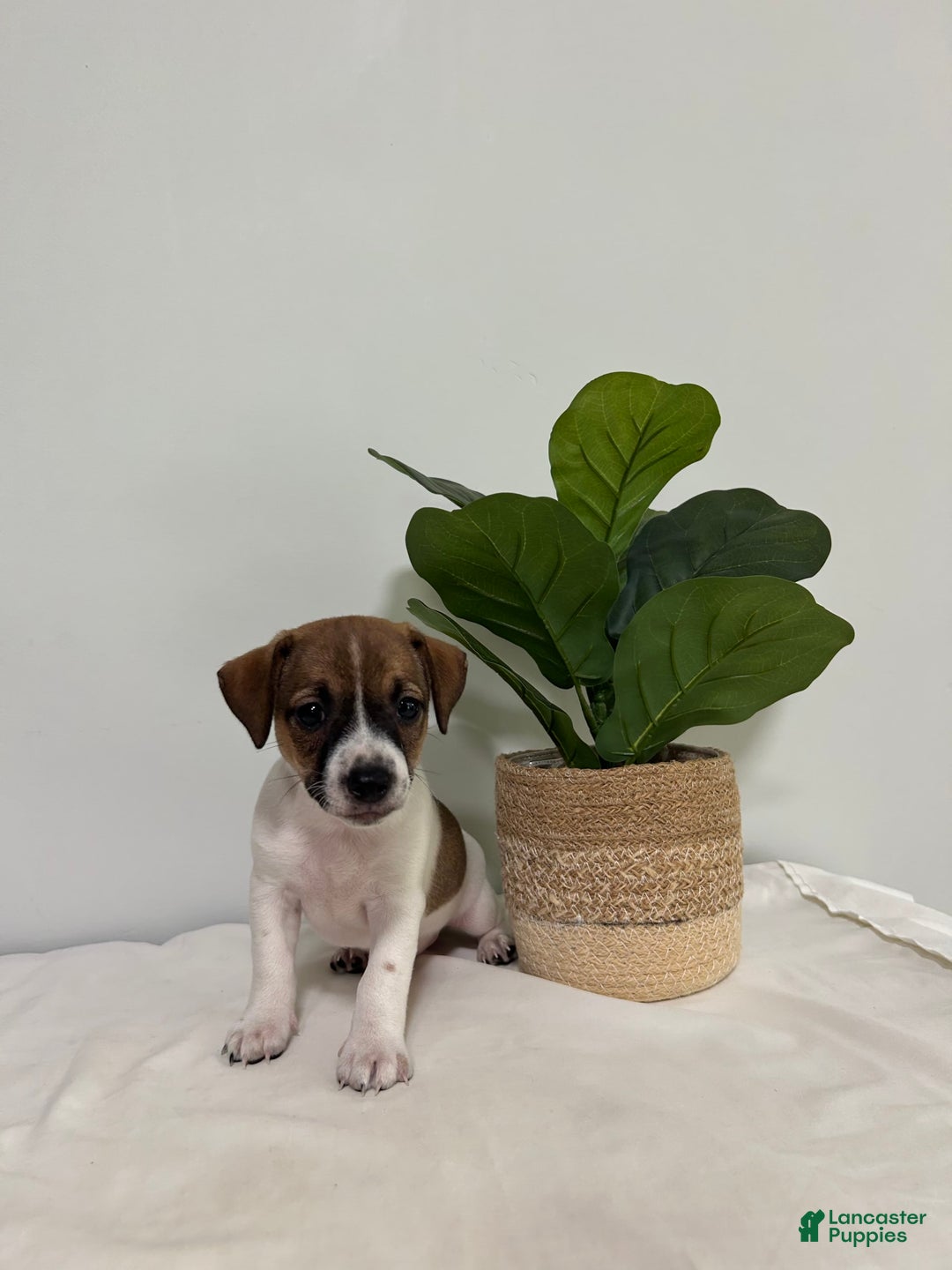 Jack Russell Terrier dogs for sale: Bella - Image 4