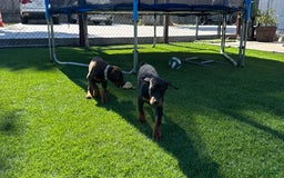 Doberman Pinscher dogs for sale: Apollo - Image 3