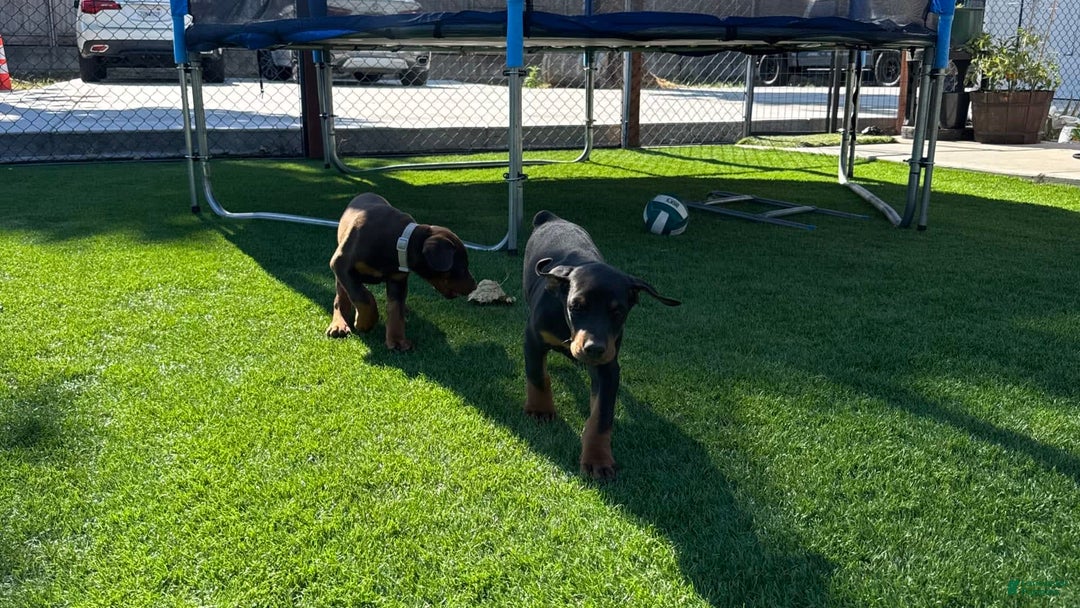 Doberman Pinscher dogs for sale: Apollo - Image 3