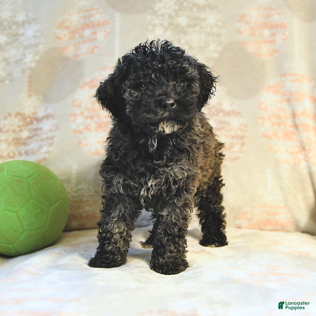 Miniature Poodle dogs for sale: Blizzard - Image 10