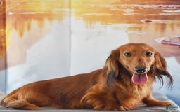 Miniature Dachshund dogs for sale: Black and tan Russian - Image 10