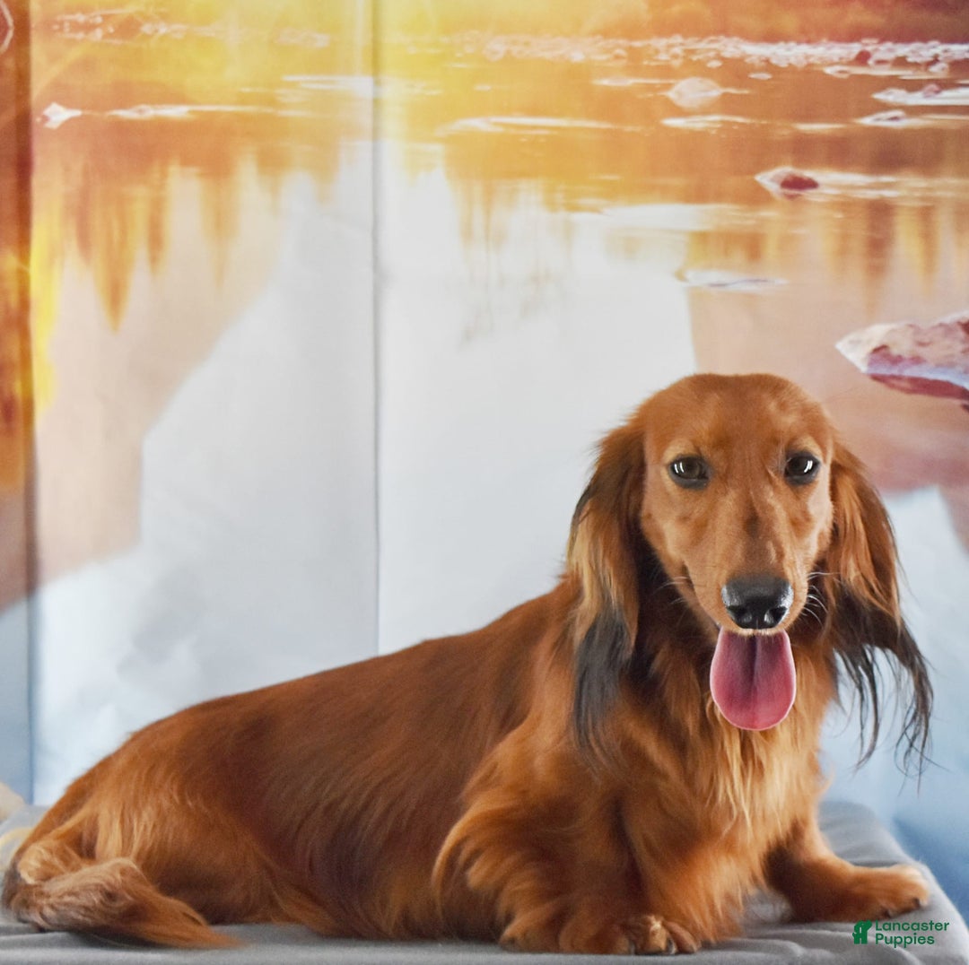Miniature Dachshund dogs for sale: Black and tan Russian - Image 10