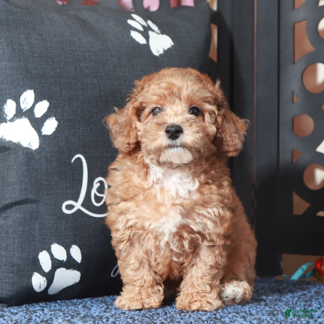 Toy Poodle dogs for sale: Cricket - Image 4