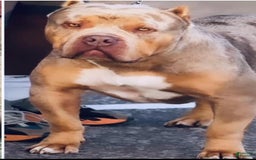 American Bully dogs for sale: Lilac Tri Male - Image 3