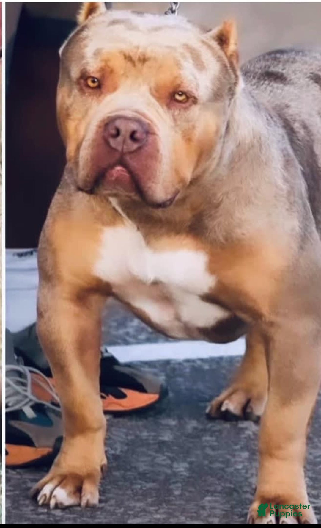 American Bully dogs for sale: Lilac Tri Male - Image 3