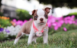Boston Terrier dogs for sale: Sherry - Image 2