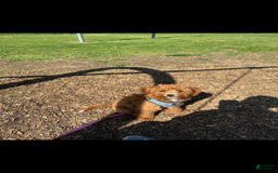 Mini Goldendoodle dogs for sale: Mila - Image 2