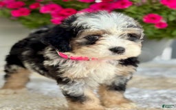 Mini Bernedoodle dogs for sale: Callie - Image 4