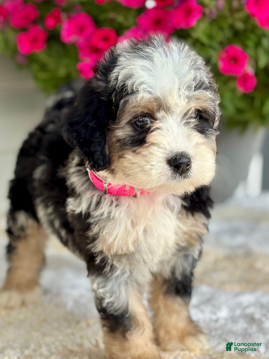 Mini Bernedoodle dogs for sale: Callie - Image 4