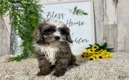 Cavapoo dogs for sale: Fable - Image 9
