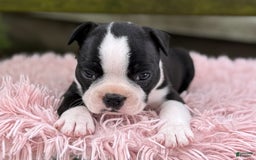 Frenchton dogs for sale: Jodi - Image 14