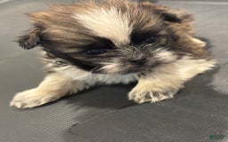 Shih Tzu dogs for sale: Shih Tzu Pups - Image 1