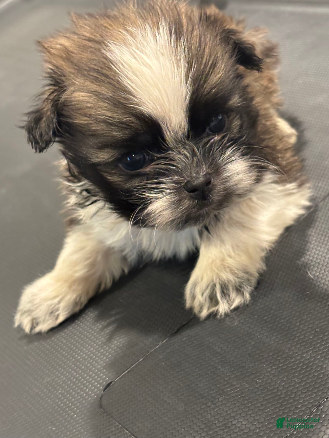 Shih Tzu dogs for sale: Shih Tzu Pups - Image 1