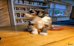 Portuguese Water Dog dogs for sale: Harry - Image 3