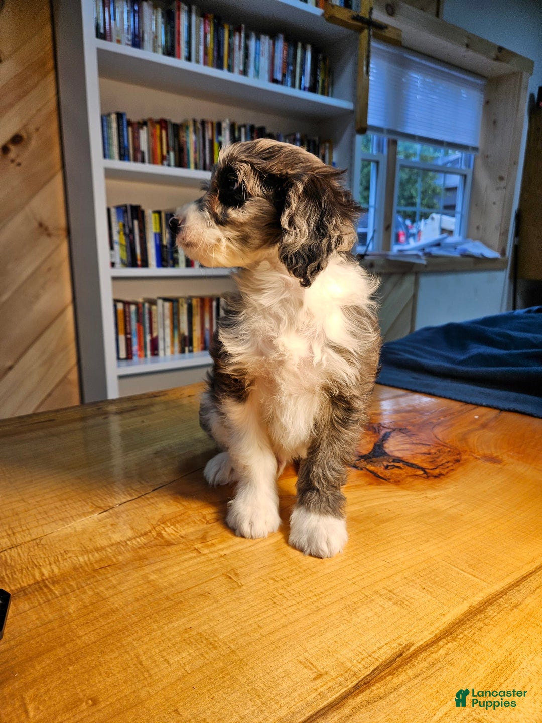 Portuguese Water Dog dogs for sale: Harry - Image 3