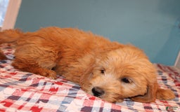  dogs for sale: Mini Goldendoodle 5 puppies - Image 6