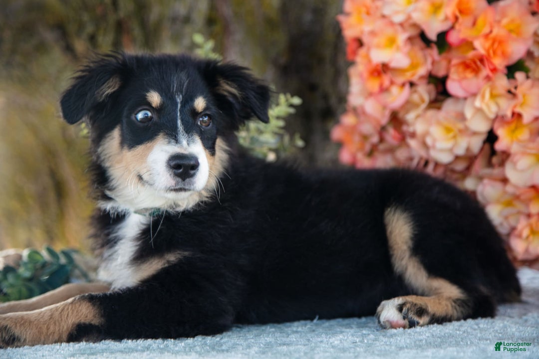 Miniature Australian Shepherd dogs for sale: Petunia - Image 4