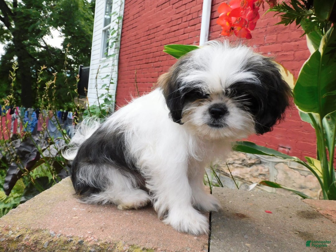 Shih Tzu dogs for sale: Mocha - Image 2