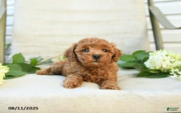 Mini Goldendoodle dogs for sale: Jenna - Image 5