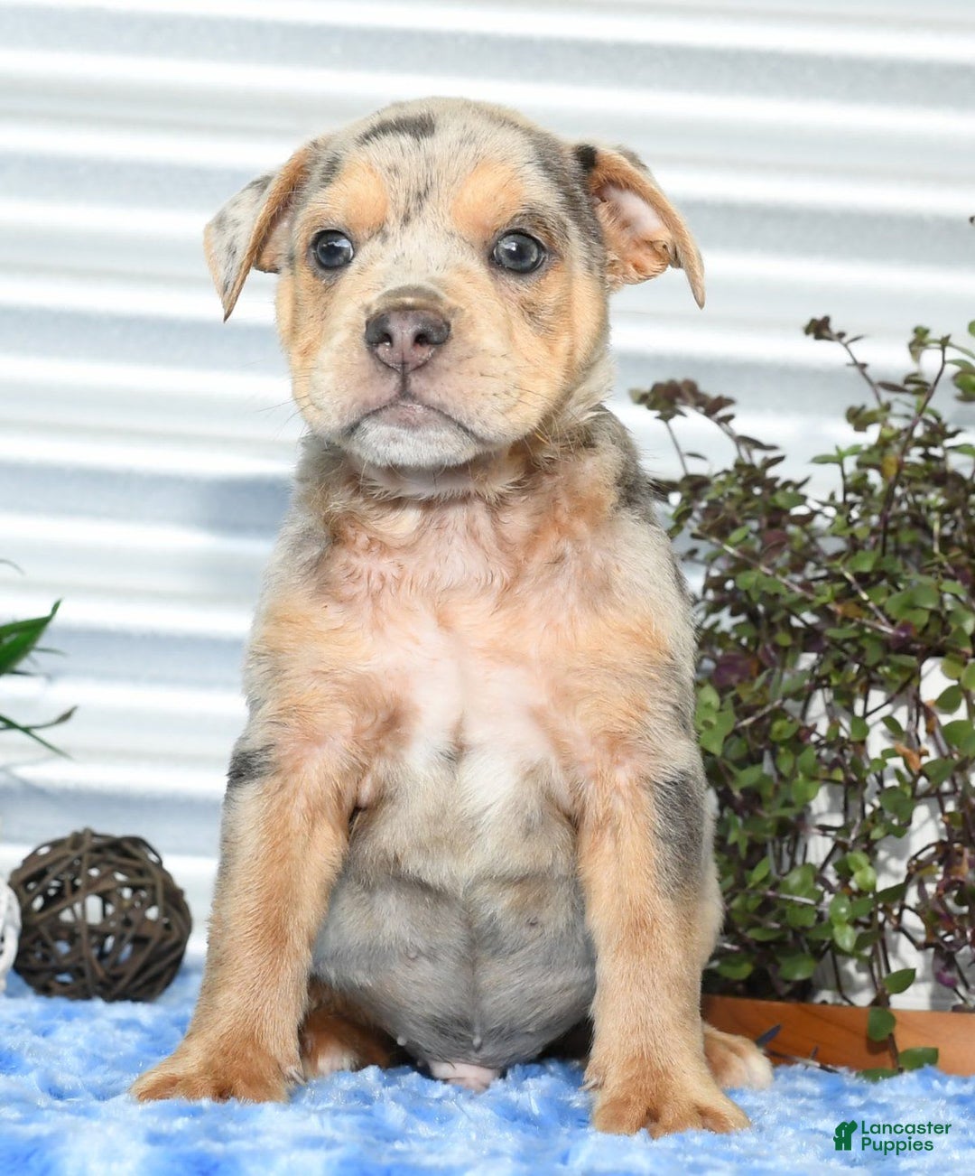 Beabull dogs for sale: Keith - Image 9