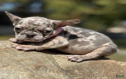 French Bulldog dogs for sale: Oreo - Image 1
