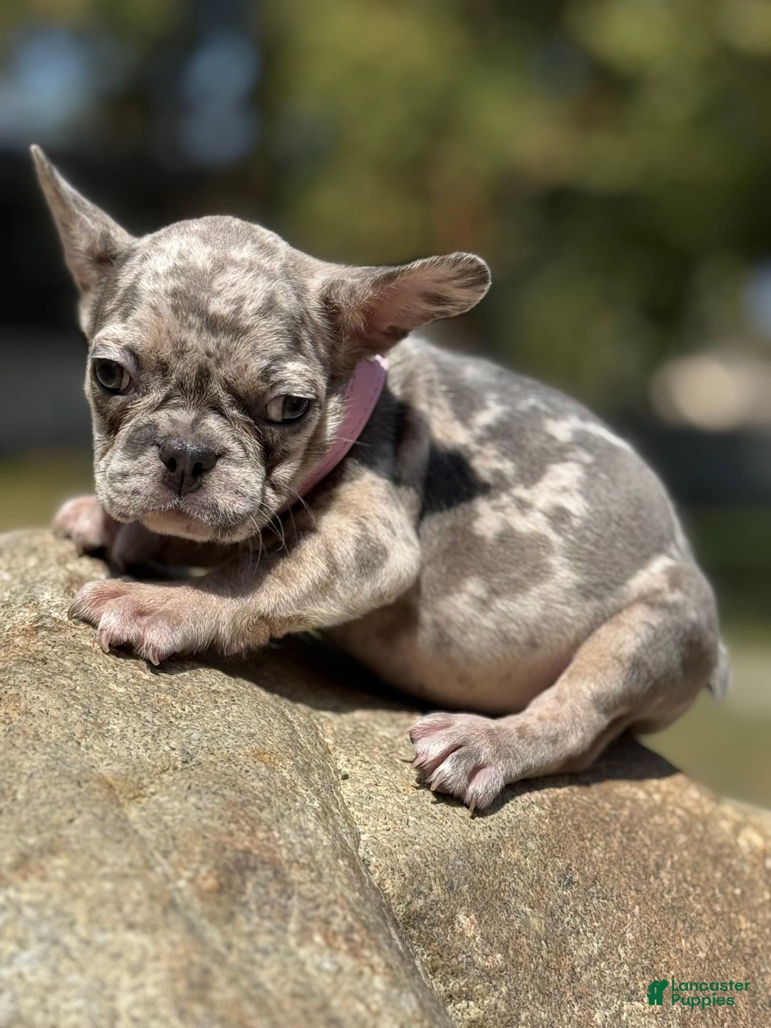 French Bulldog dogs for sale: Oreo - Image 1