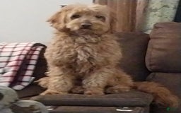 Mini Goldendoodle dogs for sale: Sully - Image 3