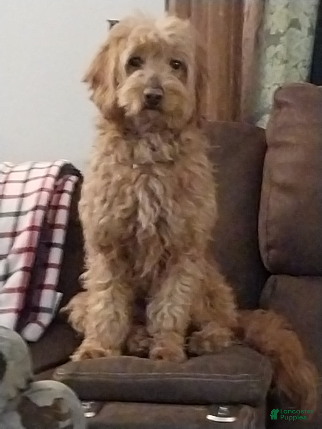Mini Goldendoodle dogs for sale: Sully - Image 3