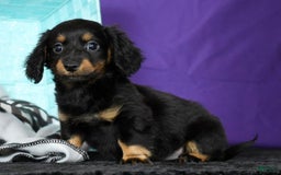 Miniature Dachshund dogs for sale: Daisy - Image 1