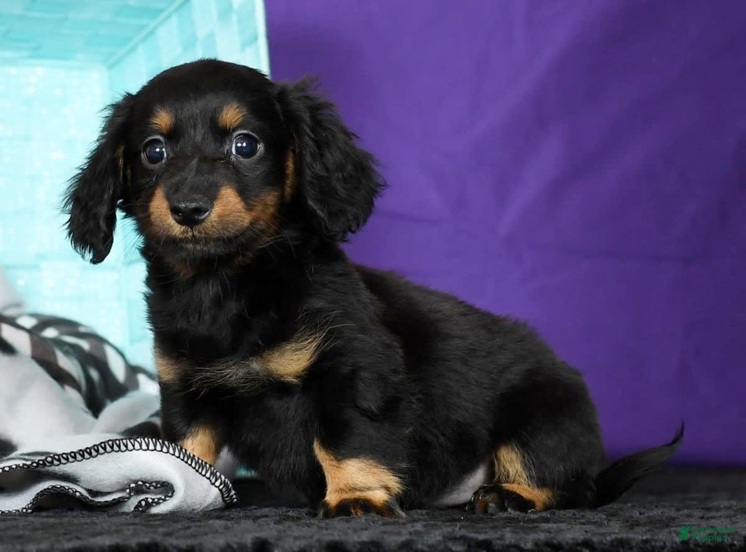 Miniature Dachshund dogs for sale: Daisy - Image 1