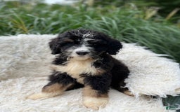 Bernedoodle dogs for sale: Paisley - Image 3
