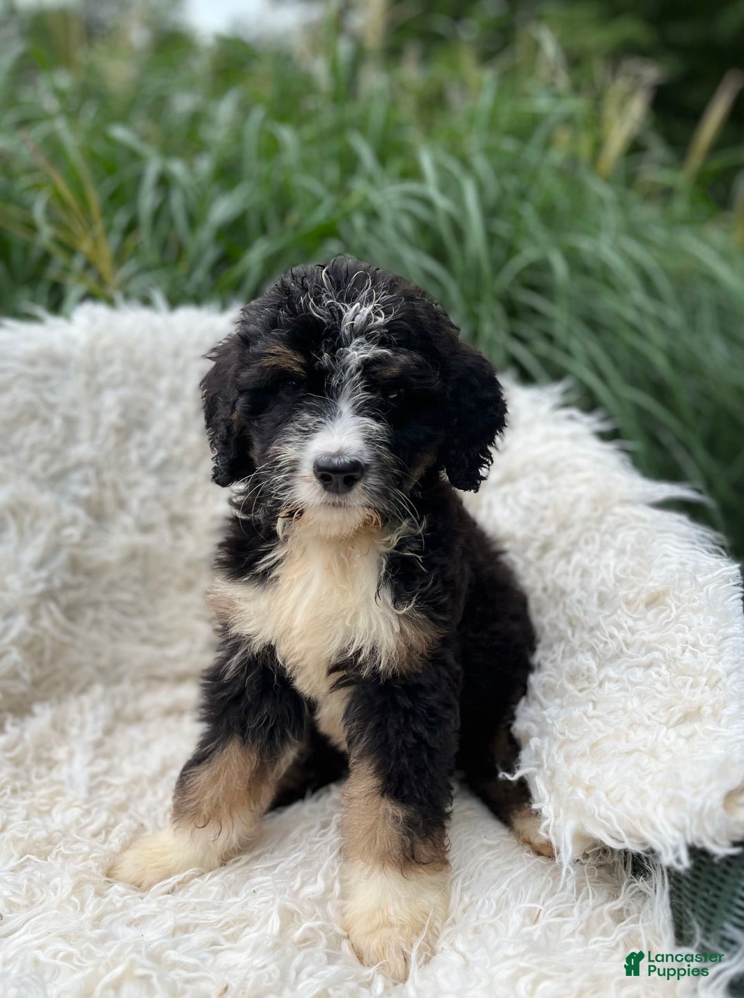 Bernedoodle dogs for sale: Paisley - Image 3