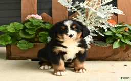 Bernese Mountain Dog dogs for sale: Milo - Image 1