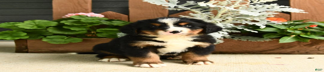 Milo