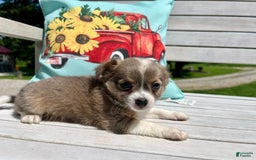 Chihuahua dogs for sale: Case - Image 2