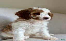 Mini Goldendoodle dogs for sale: Dixie - Image 10