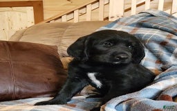 Labradoodle dogs for sale: Madoc - Image 4